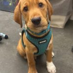 article image - Humane 1